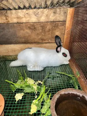 Rabbit
