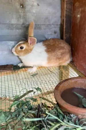 Rabbit