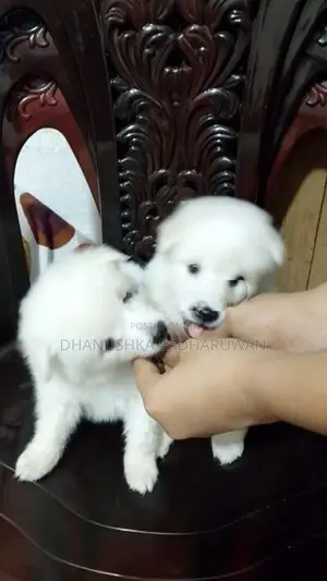 Pomeranian Puppies