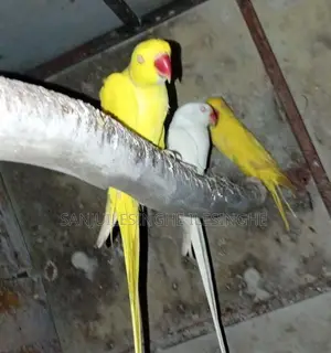 Yellow Ringneck Parrot