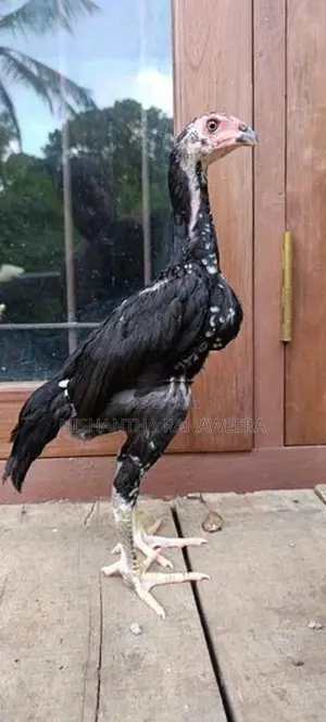 Shamo Rooster
