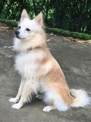 Pomeranian puppy