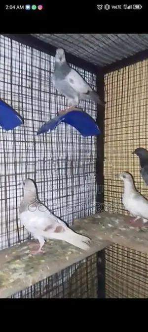 Pigeons