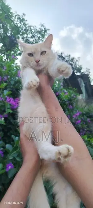 Persian Cat