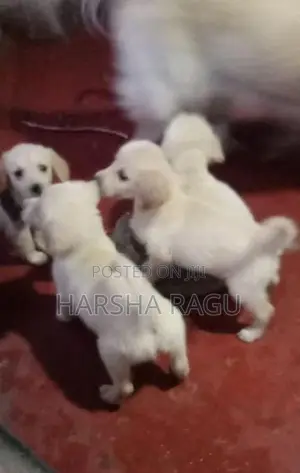 Golden Retriever Puppies