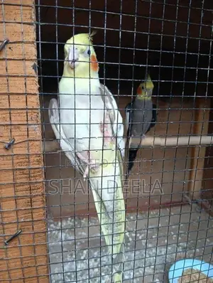 Cockatiel Bird