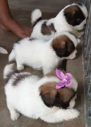 Shih Tzu Puppies