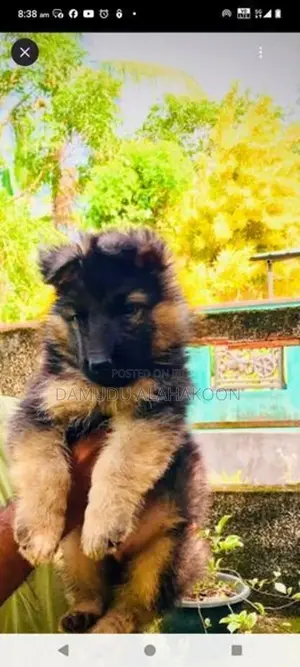 German Shepherd Long Coat Puppy