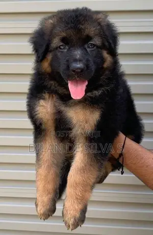 German Sherpherd Puppies