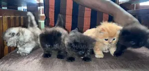 Persion cat Saiberian bread