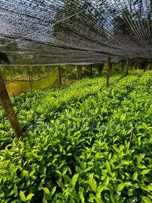 TRI 20/22 - තේ පැළ Tea Plants