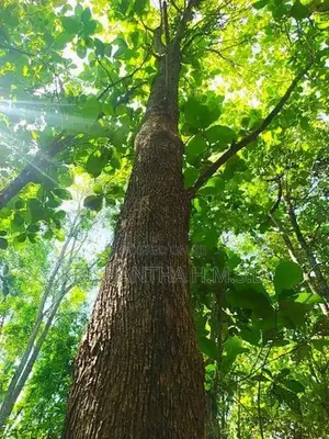 අක්කර 1ක වටිනා තේක්ක ඉඩමක් - Wellawaya