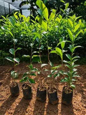 TRI 20/22 - තේ පැළ Tea Plants