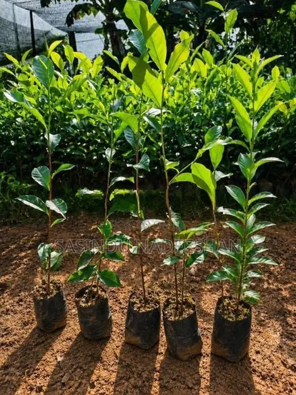 TRI 20/22 - තේ පැළ Tea Plants