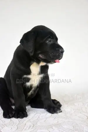 Cane Corso Puppy