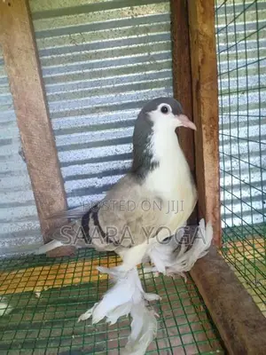 Pigeon
