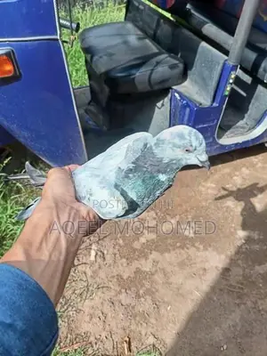 Pigeons
