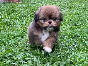 Shih Tzu Puppies
