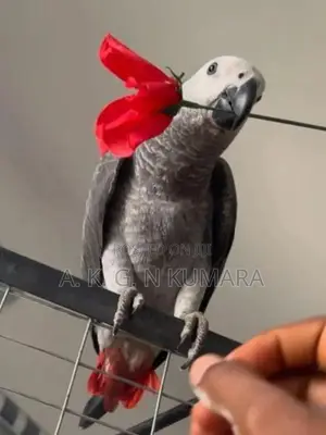 African gray
