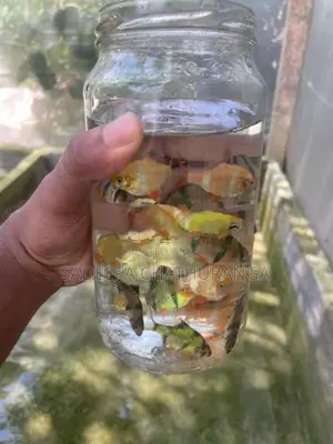 green with white tiger barb