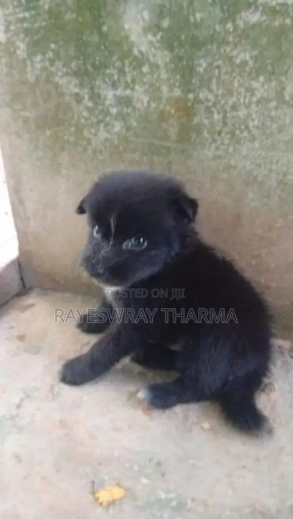 Lion Pomeranian Puppy