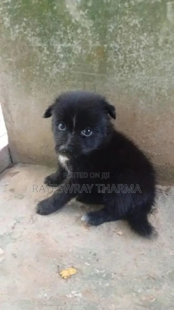 Lion Pomeranian Puppy