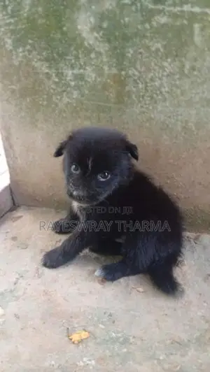 Lion Pomeranian Puppy
