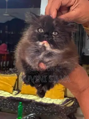 Persian Kittens