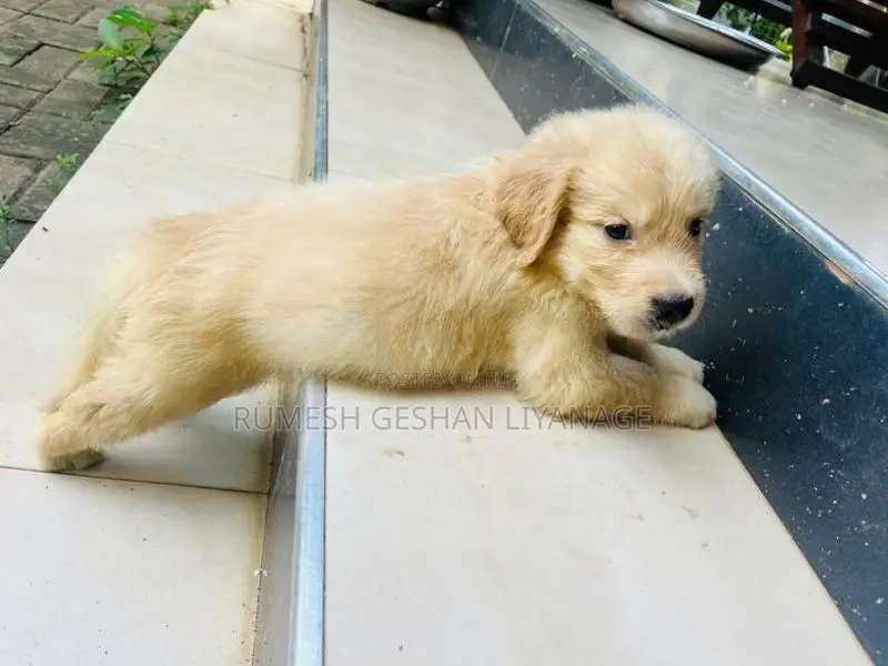 Golden Retriever Puppies