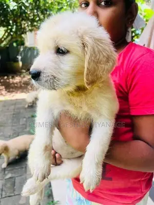 Golden Retriever Puppies