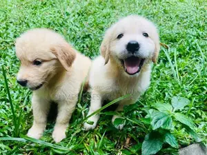 Golden Retriever Puppies