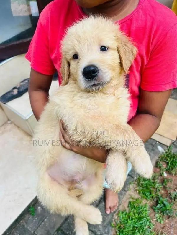 Golden Retriever Puppies