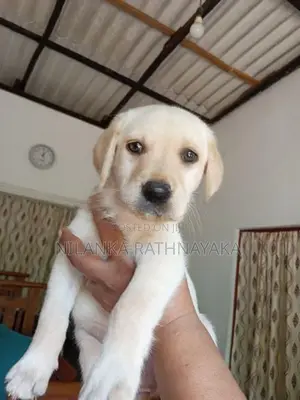 Labrador Puppies