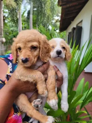 Cocker Spaniel Puppies