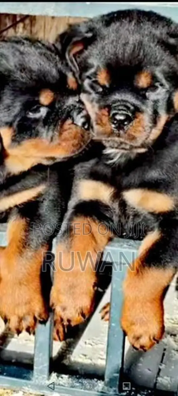 Rottweiler puppies