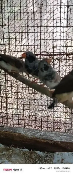 Male Finches