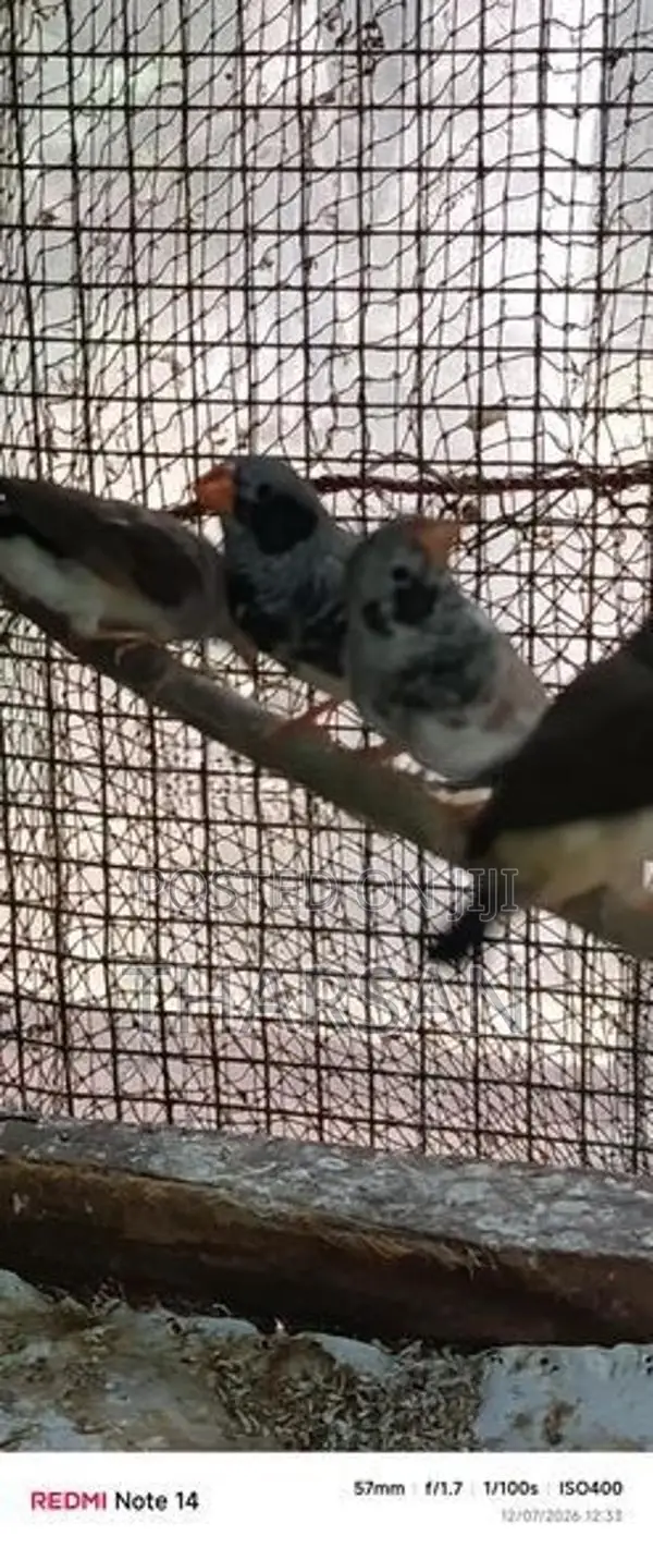 Male Finches