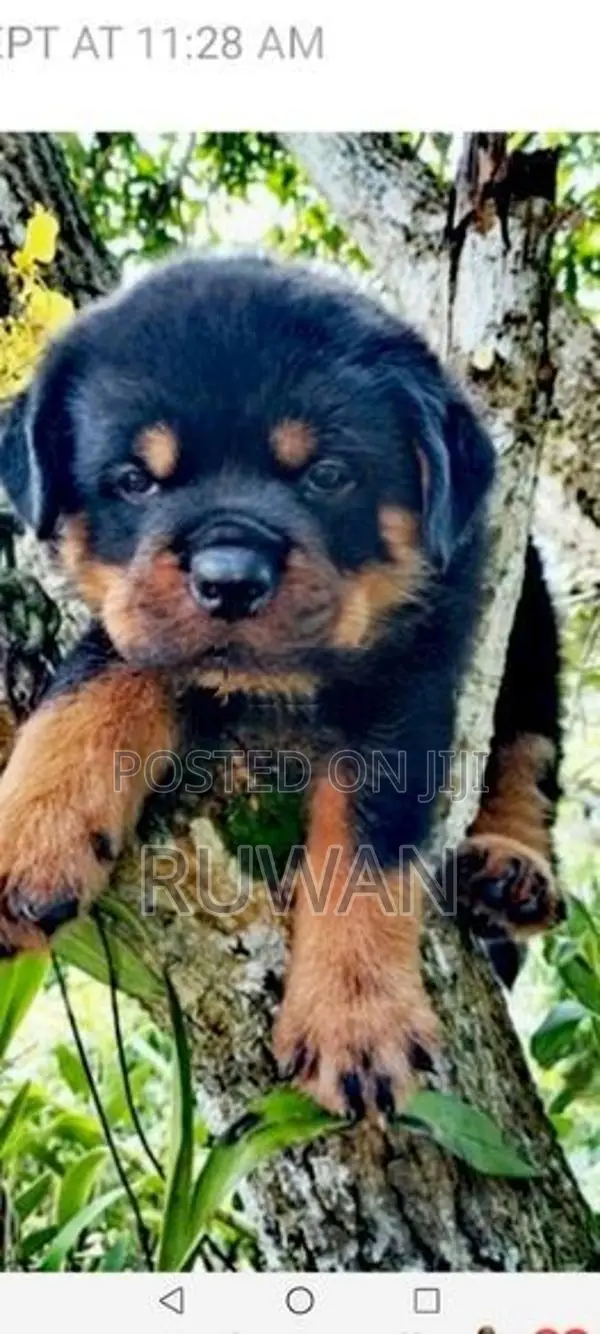 Rottweiler puppies