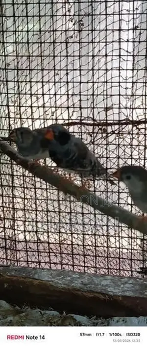 Male Finches