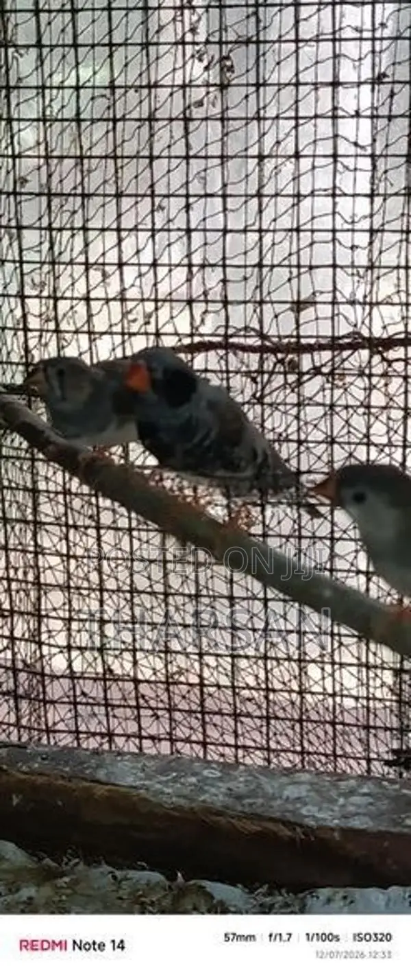 Male Finches