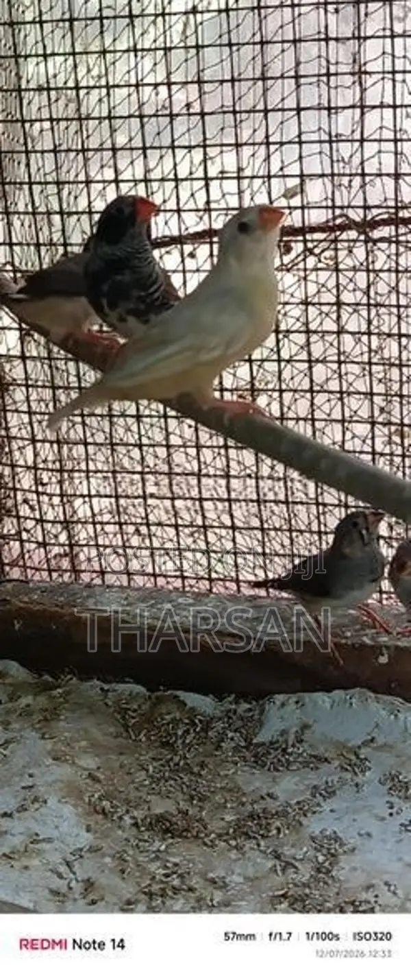 Male Finches