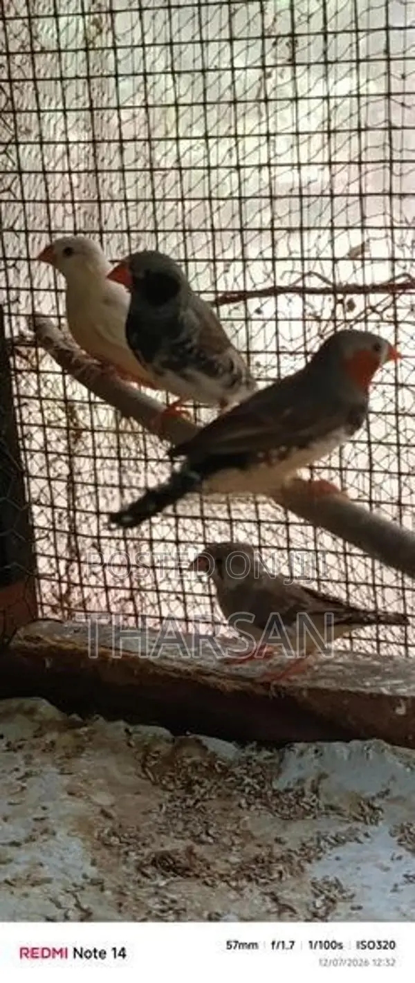 Male Finches