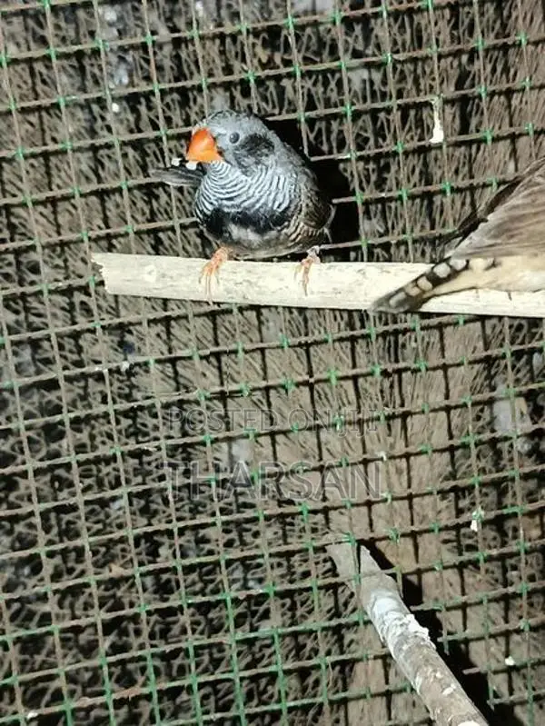 Male Finches