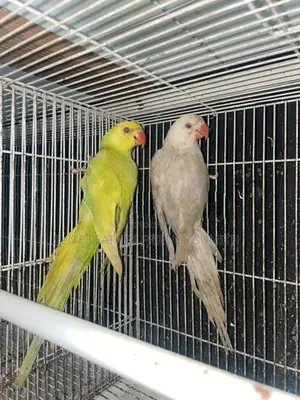 Indian Ring Neck Mutation Pair