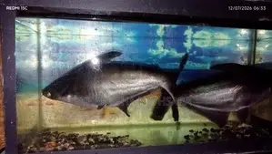 Catfish