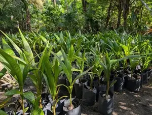 පොල් පැළ