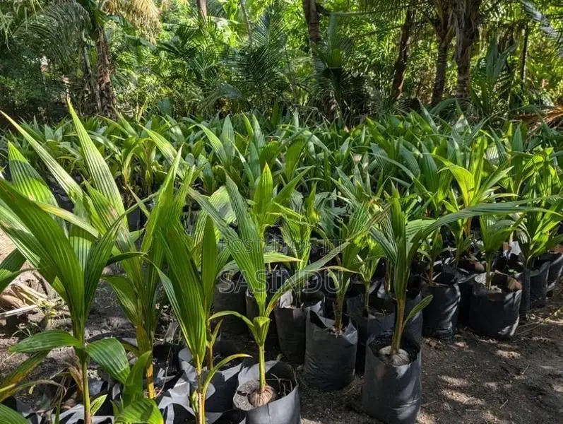 පොල් පැළ