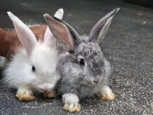 Angora rabbit bunny