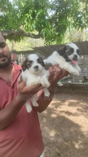 Shih Tzu Puppies
