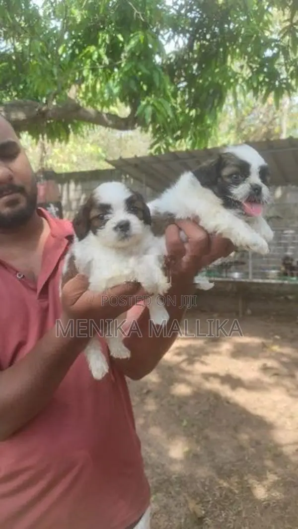 Shih Tzu Puppies